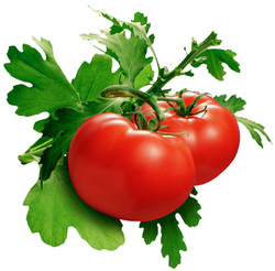 Australian Grown 10 Seeds! Burnley Surecrop Tomato