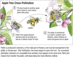 Vegetable Cross Pollination Chart
